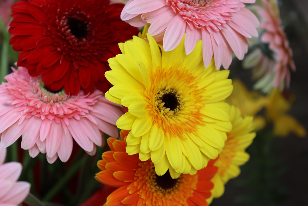 Изследване на най-красивите летни цветя - гербери