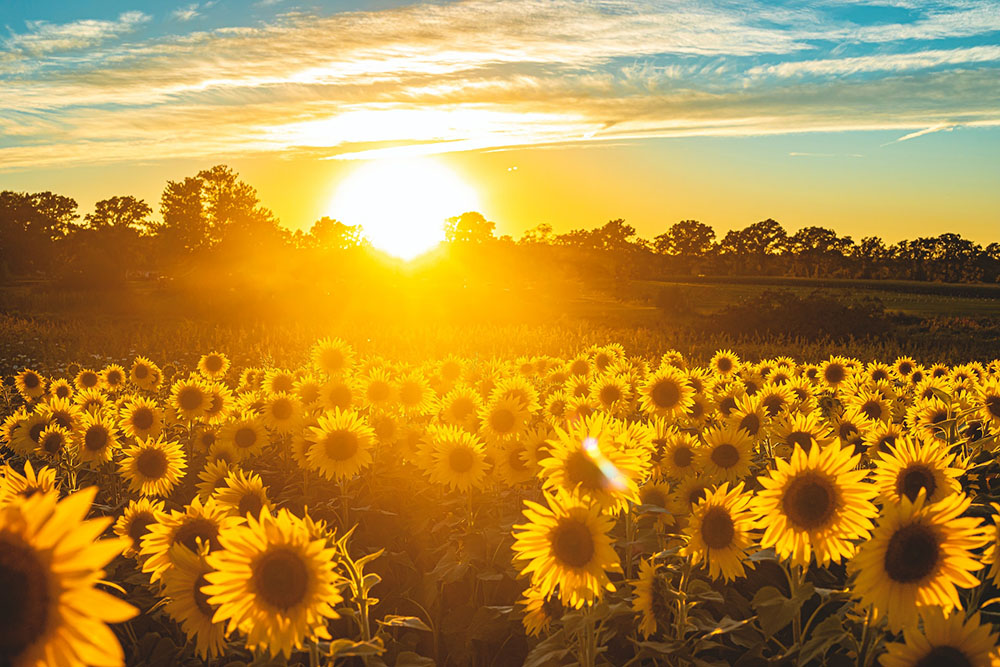 Изследване на най-красивите летни цветя - слънчогледи